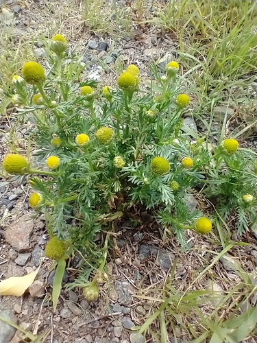 Disc mayweed (Matricaria discoidea)