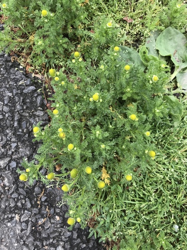 Disc mayweed (Matricaria discoidea)