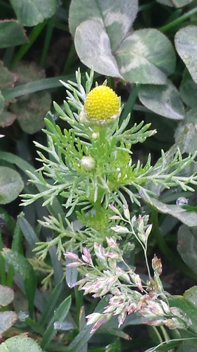 Disc mayweed (Matricaria discoidea)