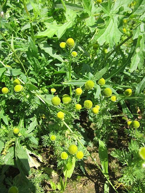 Disc mayweed: Strahlenlose Kamille ( Matricaria discoidea ) im Hockenheimer Rheinbogen