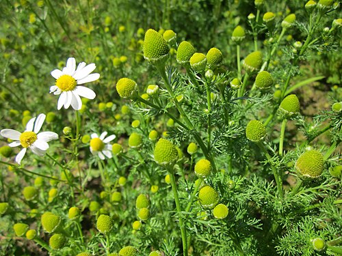 Disc mayweed: Strahlenlose Kamille ( Matricaria discoidea ) im Hockenheimer Rheinbogen