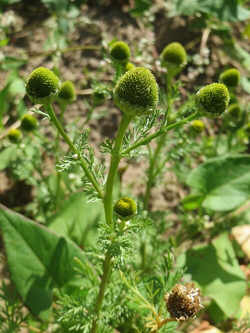Disc mayweed: Strahlenlose Kamille ( Matricaria discoidea ) auf einer Brachfläche zum Schutz der Haubenlerche beim Dänischen Lager bei Hockenheim
