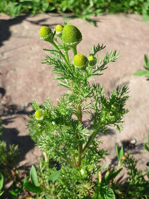Disc mayweed: Ritzenbotanik: Strahlenlose Kamille ( Matricaria discoidea ) in den Horststückern im Landschaftsschutzgebiet „Hockenheimer Rheinbogen“