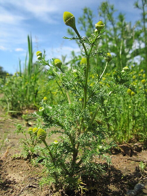 Disc mayweed: Strahlenlose Kamille ( Matricaria discoidea ) im Hockenheimer Rheinbogen