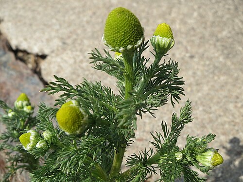 Disc mayweed: Strahlenlose Kamille ( Matricaria discoidea ) im Hockenheimer Rheinbogen