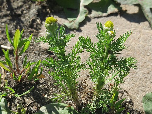 Disc mayweed: Ritzenbotanik: Strahlenlose Kamille ( Matricaria discoidea ) in den Horststückern im Landschaftsschutzgebiet „Hockenheimer Rheinbogen“
