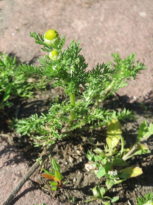 Disc mayweed: Ritzenbotanik: Strahlenlose Kamille ( Matricaria discoidea ) in den Horststückern im Landschaftsschutzgebiet „Hockenheimer Rheinbogen“