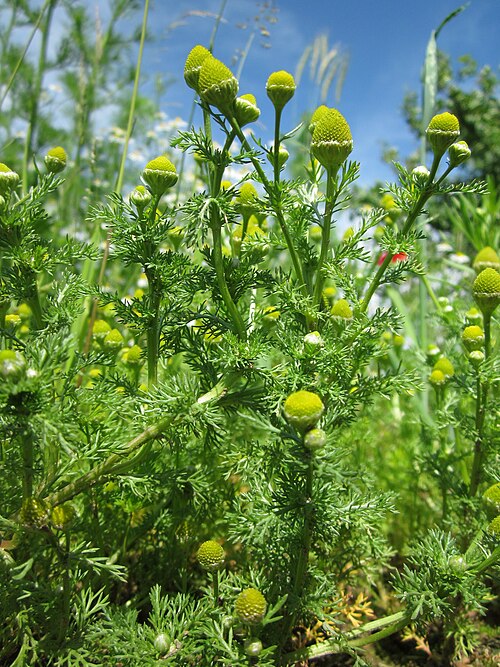 Disc mayweed: Strahlenlose Kamille ( Matricaria discoidea ) im Hockenheimer Rheinbogen