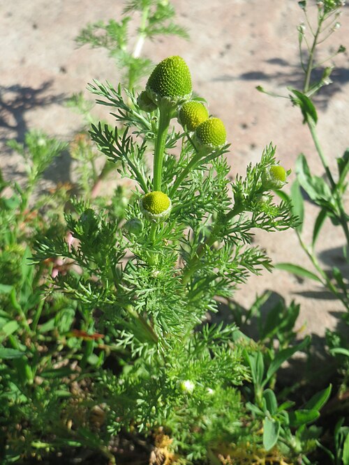Disc mayweed: Ritzenbotanik: Strahlenlose Kamille ( Matricaria discoidea ) in den Horststückern im Landschaftsschutzgebiet „Hockenheimer Rheinbogen“