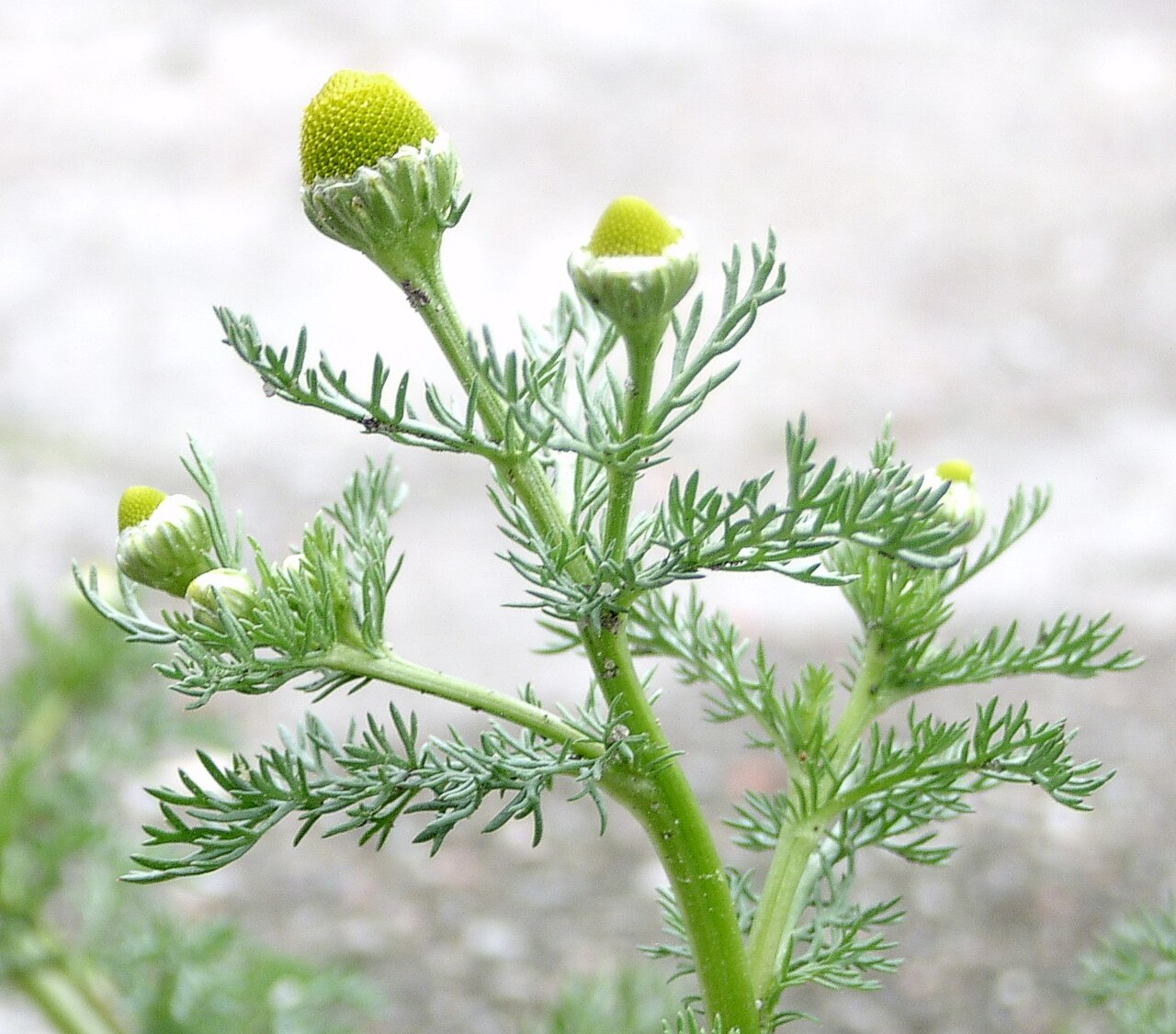 Disc mayweed: Chamomilla suaveolens, Gryfino, NW Poland