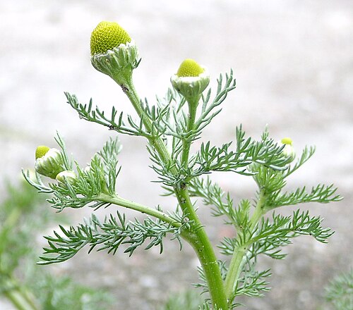 Disc mayweed