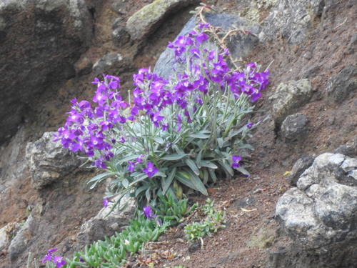 Tenweeks stock (Matthiola incana)
