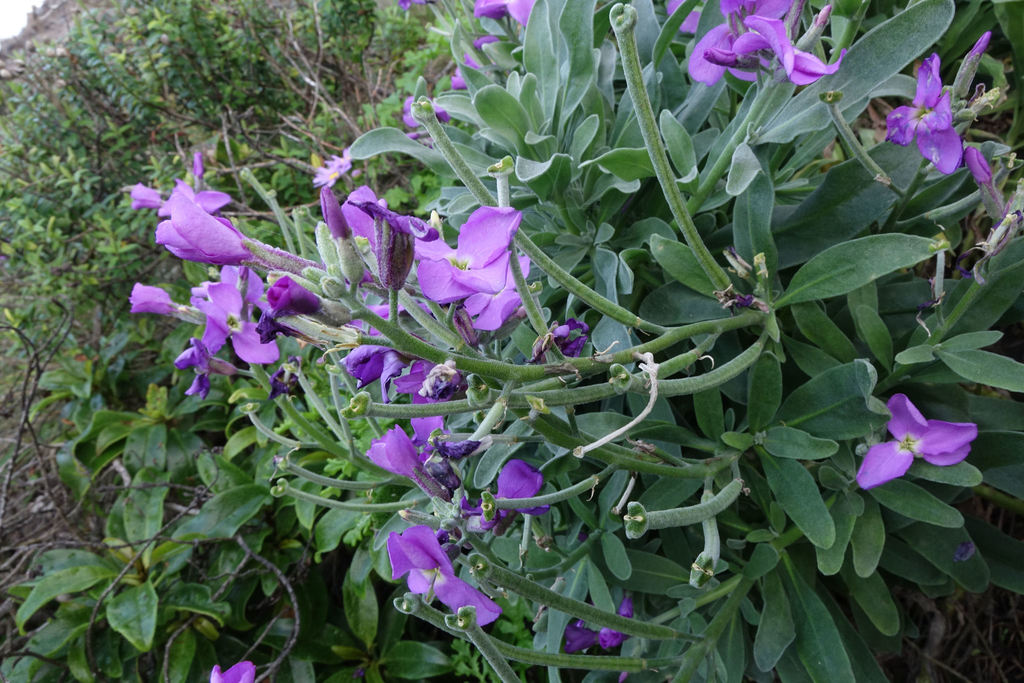 Tenweeks stock (Matthiola incana)