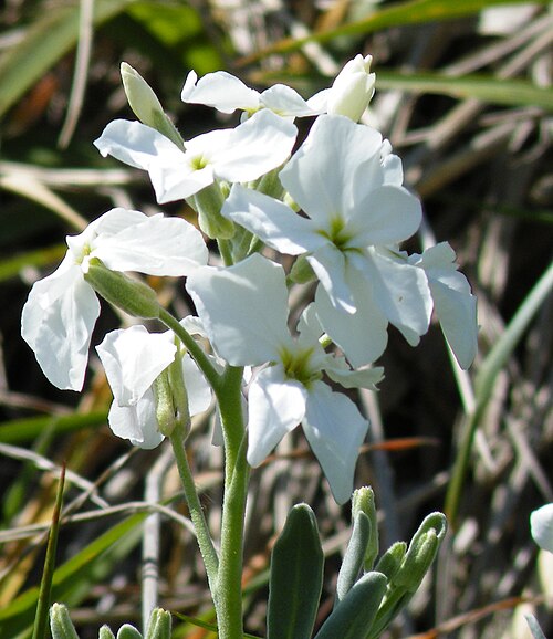 Tenweeks stock (Matthiola incana)