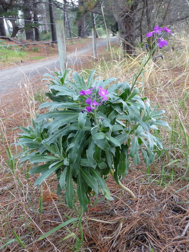 Tenweeks stock (Matthiola incana)