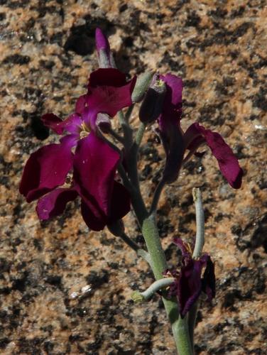 Tenweeks stock (Matthiola incana)