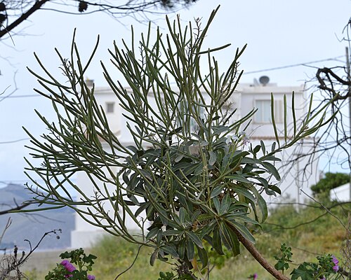 Tenweeks stock: Hoary Stock ( Matthiola incana ) in Alcúdia, Spain.