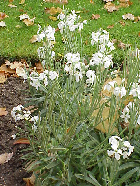Tenweeks stock (Matthiola incana)