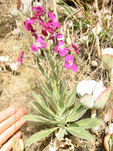 Tenweeks stock (Matthiola incana)