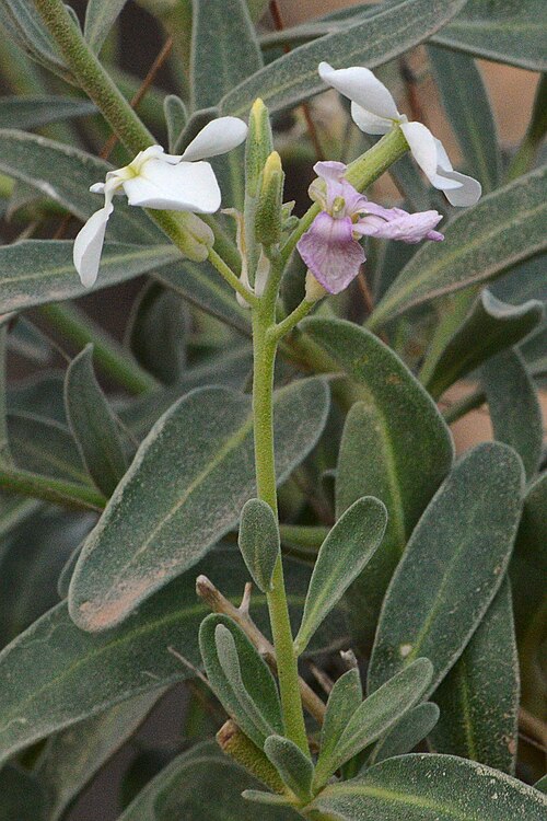 Tenweeks stock: Hoary Stock ( Matthiola incana ) in Alcúdia, Spain.