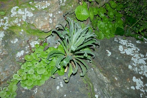 Tenweeks stock (Matthiola incana)