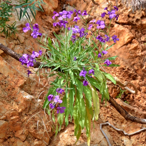 Tenweeks stock (Matthiola incana)
