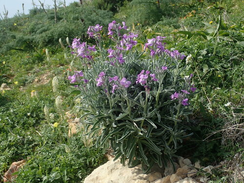 Tenweeks stock (Matthiola incana)