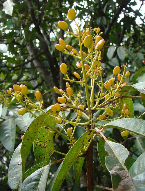 Mauria heterophylla: Mauria heterophylla (Pepeo Tree), Botanical Gardens, Bogota, Colombia