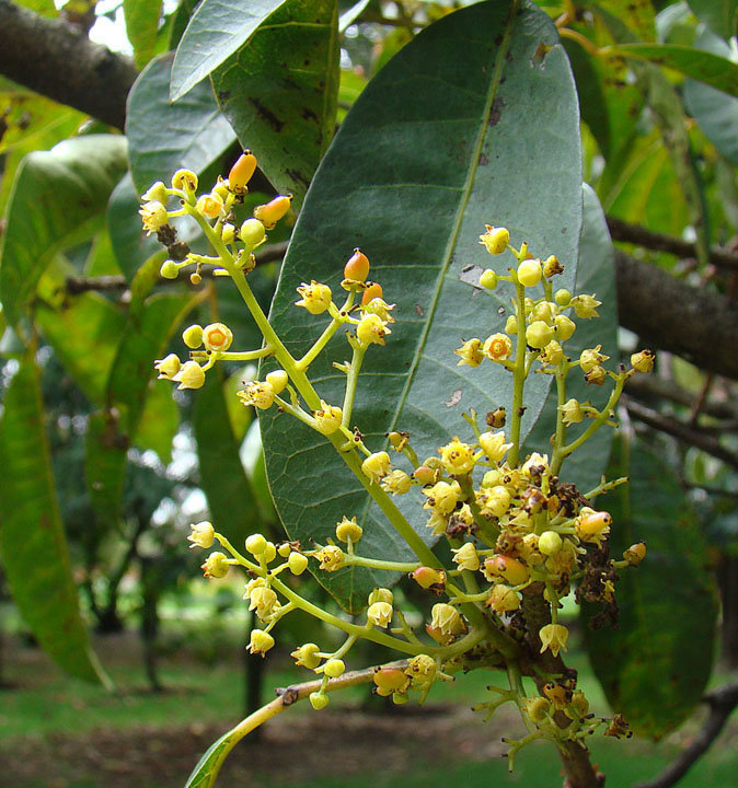 Mauria heterophylla: Mauria heterophylla (Pepeo Tree), Botanical Gardens, Bogota, Colombia