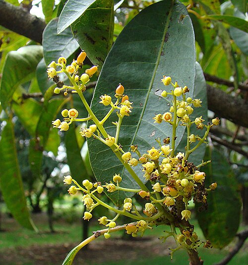 Mauria heterophylla: Mauria heterophylla (Pepeo Tree), Botanical Gardens, Bogota, Colombia
