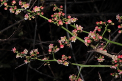 Mauria heterophylla (Mauria heterophylla)