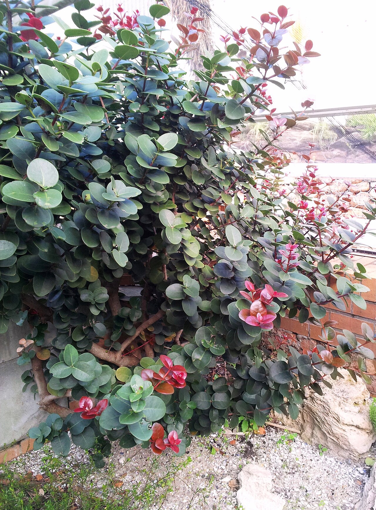 Maurocenia frangula: Maurocenia frangularia - Khoi Cherry bush - Cape Town botanical garden
