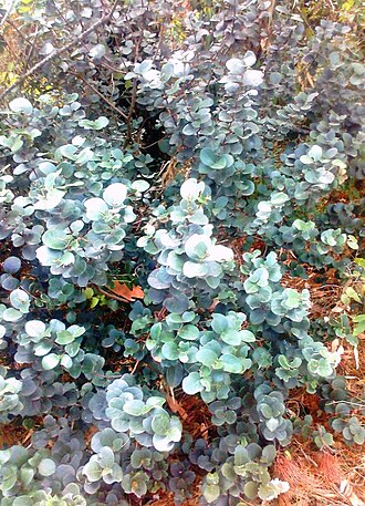 Maurocenia frangula: Foliage of a small Maurocenia tree. Hout Bay forest. Suikerbossie