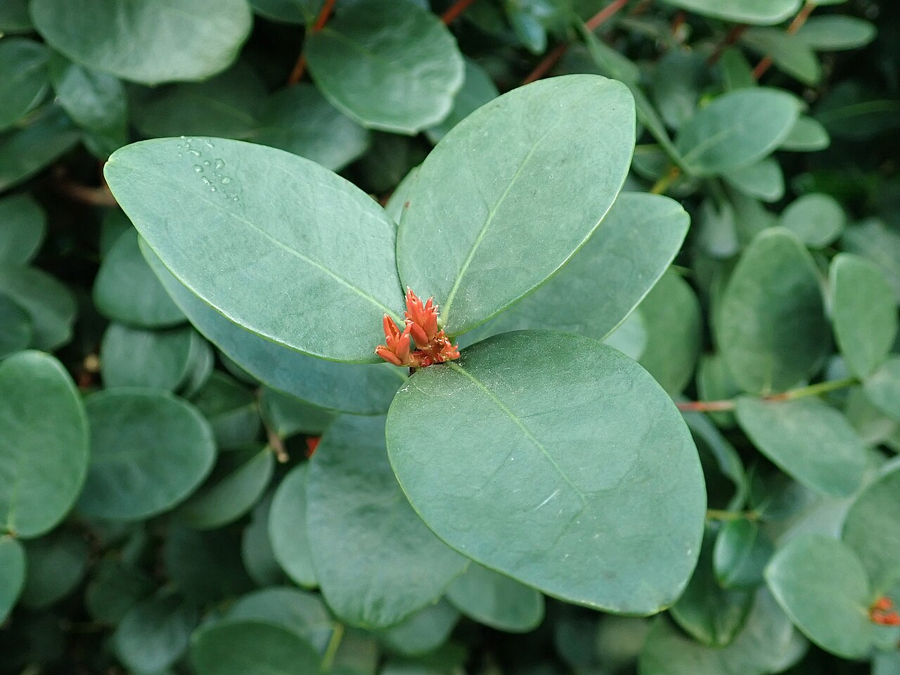 Maurocenia frangula: Maurocenia frangula , botanical garden in Berlin.