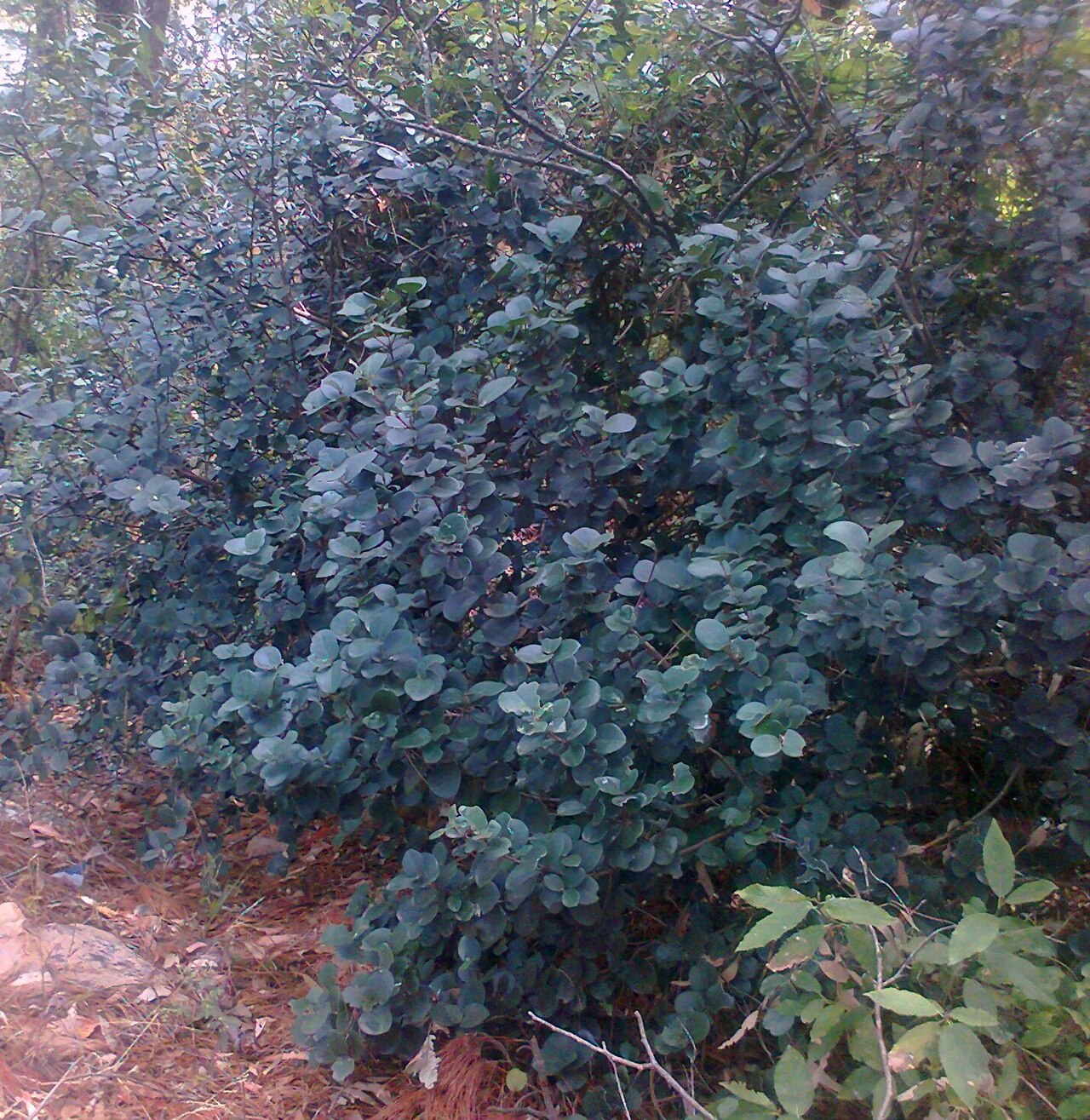 Maurocenia frangula: Maurocenia frangularia - Hout Bay Suikerbossie