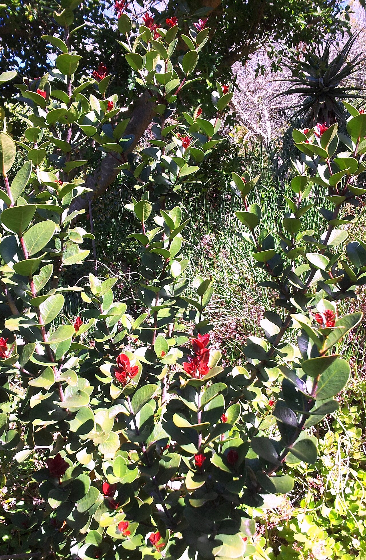 Maurocenia frangula: Maurocenia tree - Kirstenbosch Gardens. Cape Town.