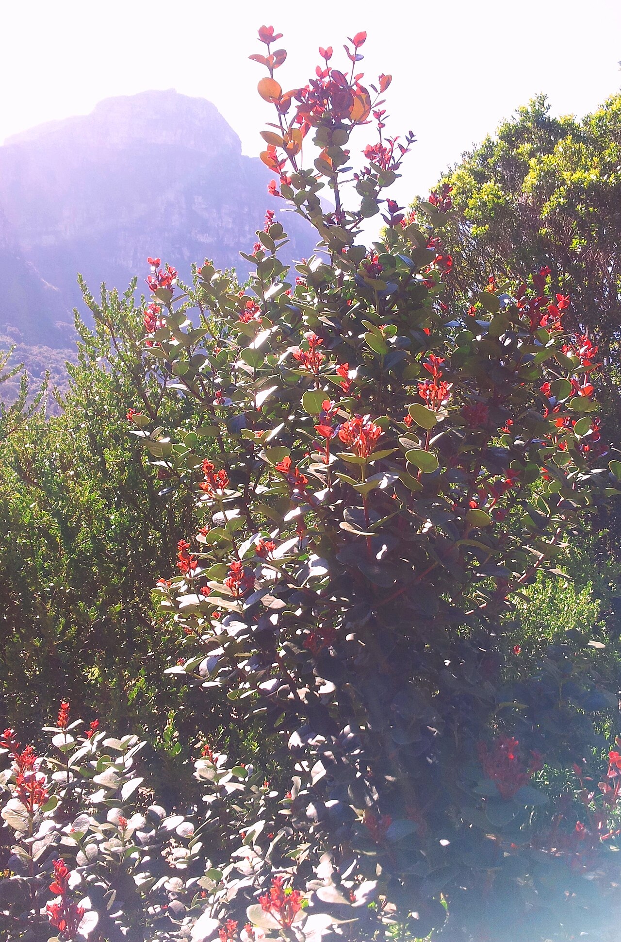 Maurocenia frangula: Maurocenia tree in Kirstenbosch - Cape Town.