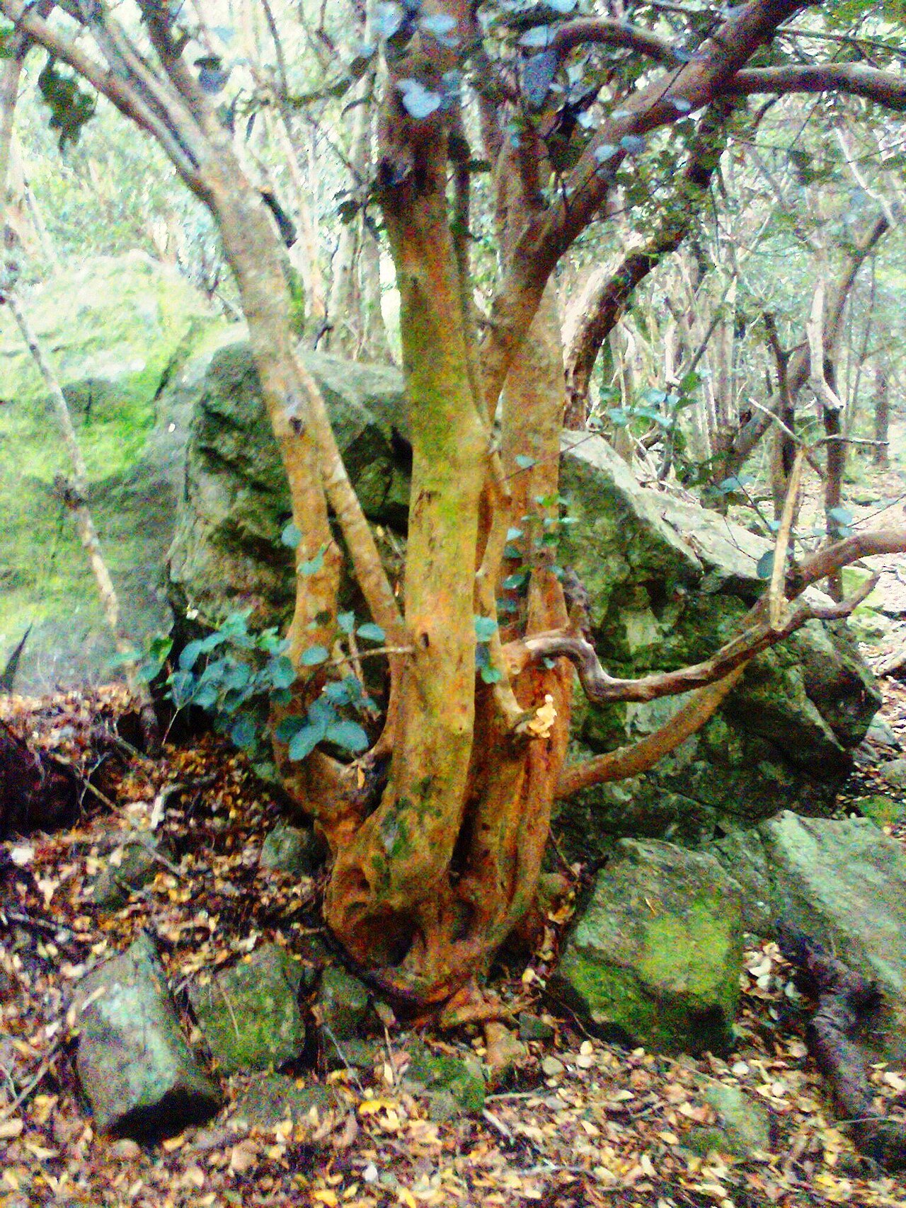 Maurocenia frangula: Maurocenia frangula - Table Mountain NP