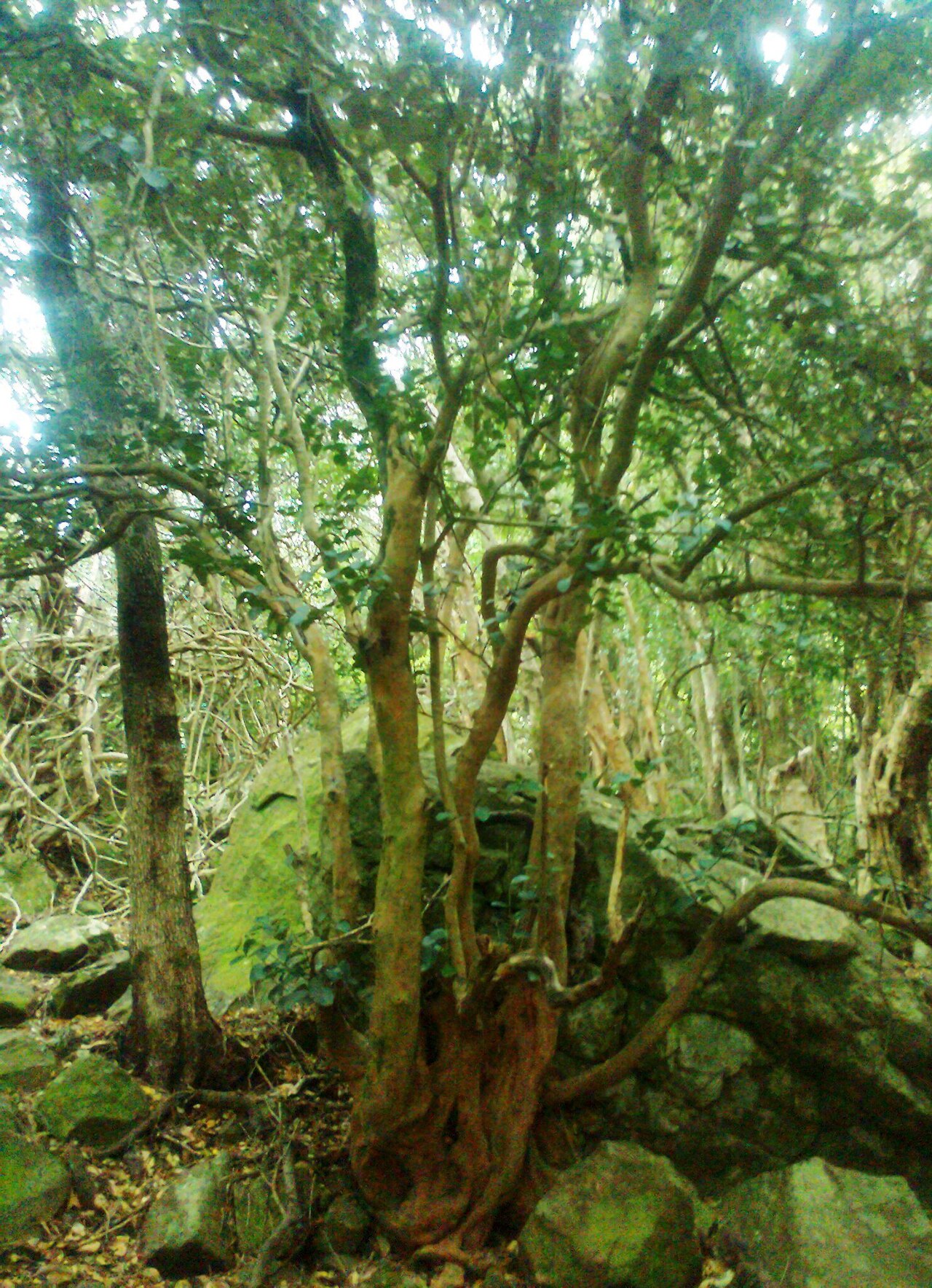 Maurocenia frangula: Maurocenia - frangula - Suikerbossie indigenous forest - Cape Town