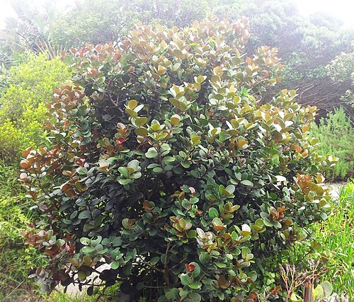 Maurocenia frangula: Khoi Cherry Maurocenia frangularia bush. Cape Point. South Africa