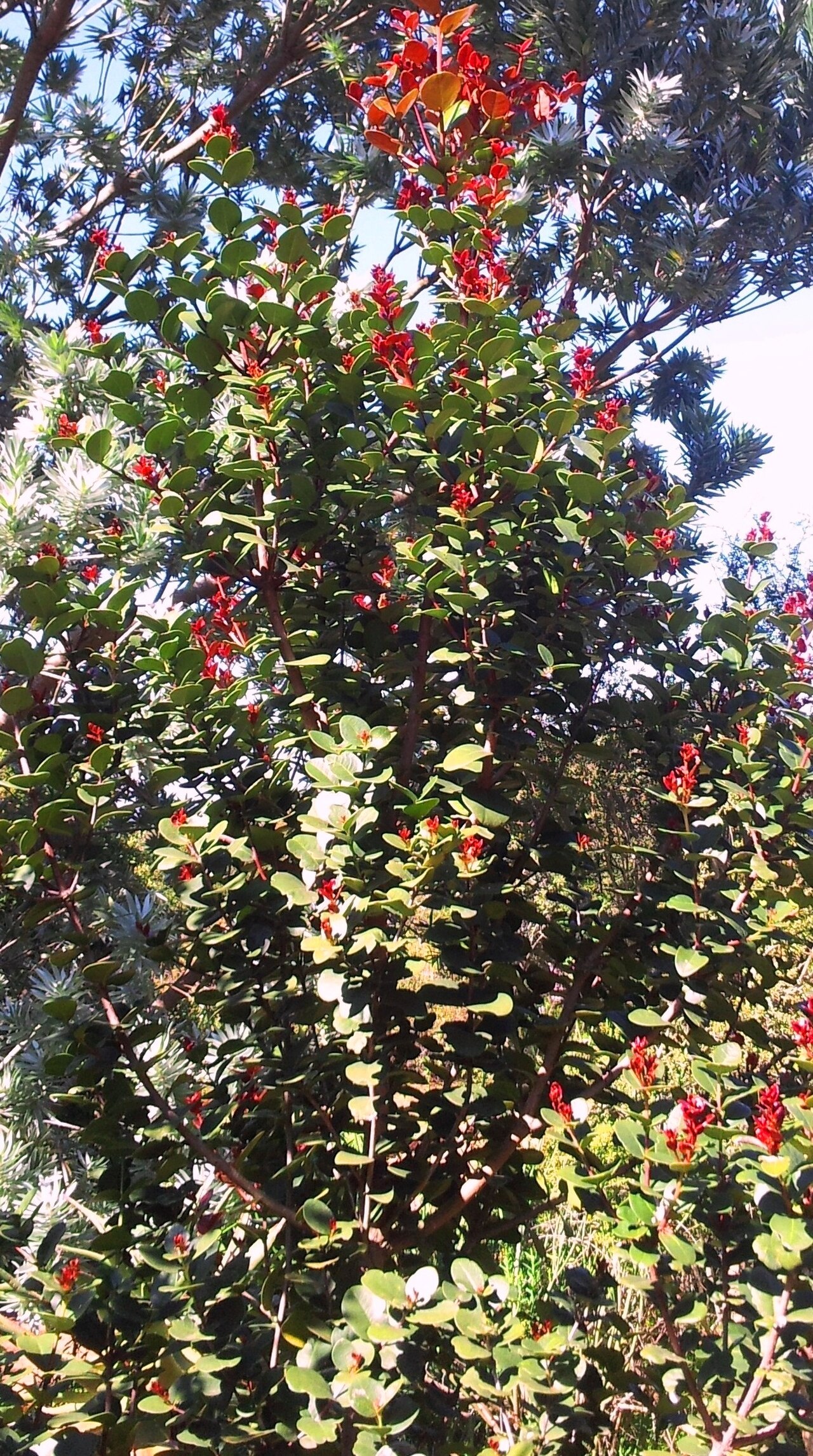 Maurocenia frangula: Maurocenia tree. Cape Town.