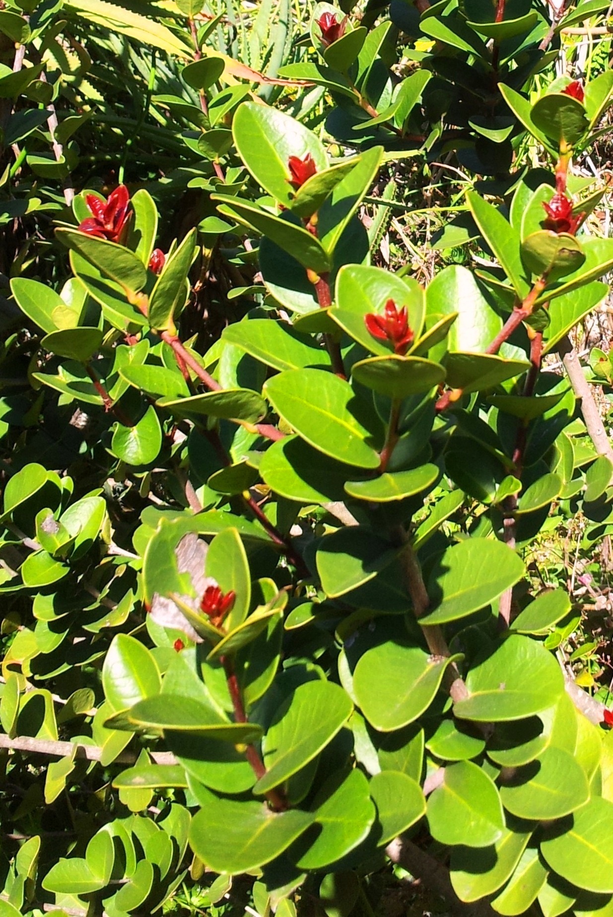 Maurocenia frangula: Foliage of Maurocenia frangularia - Hottentots Cherry tree. Cape Town.