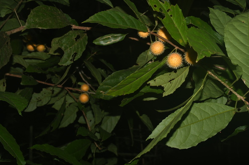 Mayna odorata (Mayna odorata)