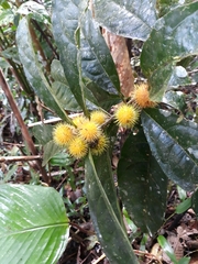 Mayna odorata (Mayna odorata)