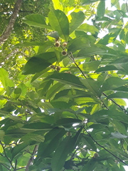 Mayna odorata (Mayna odorata)