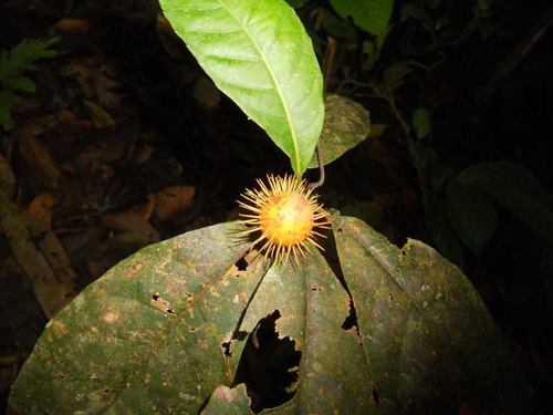 Mayna odorata (Mayna odorata)
