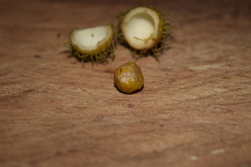 Mayna odorata (Mayna odorata)