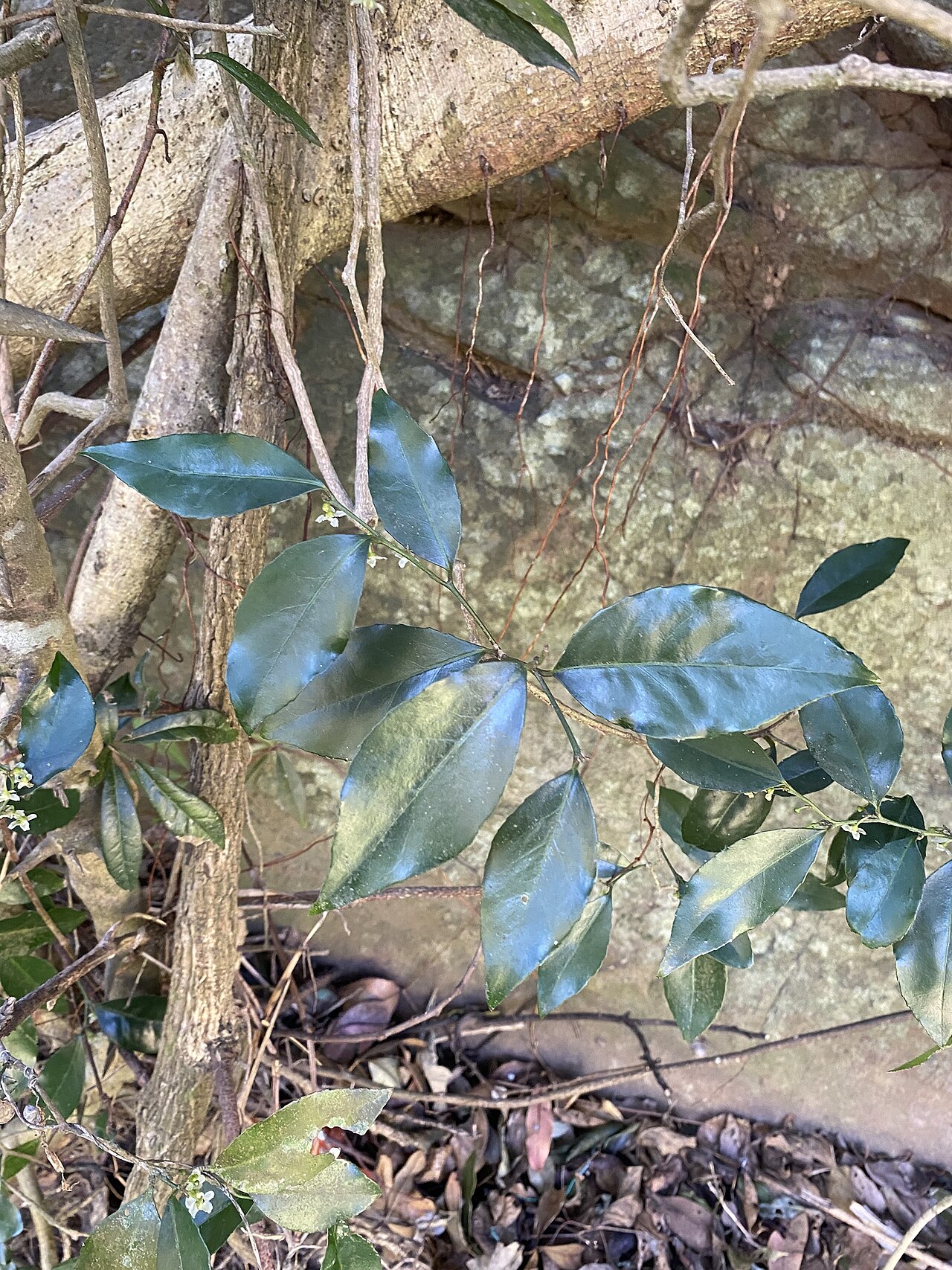 Maytenus abbottii: Pondo Silkybark ( Maytenus abbottii ) in South Africa