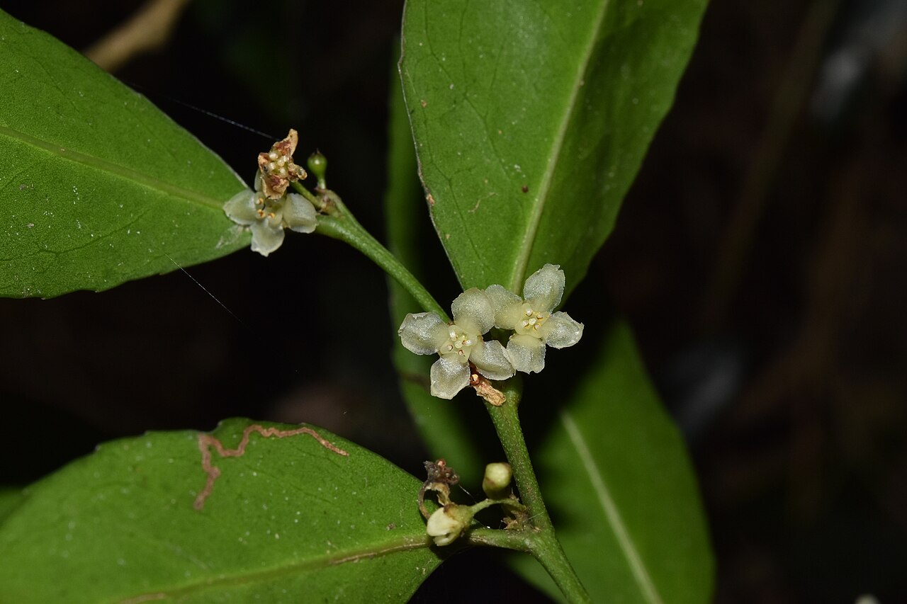 Maytenus abbottii: Pondo Silkybark ( Maytenus abbottii ) in South Africa