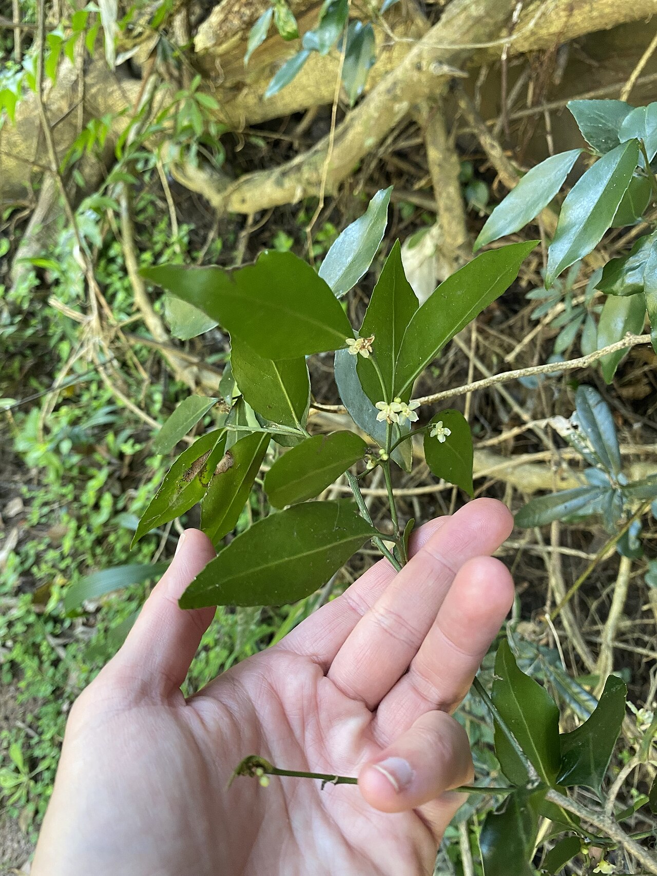 Maytenus abbottii: Pondo Silkybark ( Maytenus abbottii ) in South Africa